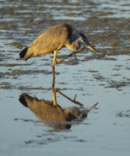 Grey heron (Ardea cinerea) stands in the shallow water zone of a lake and cleans itself, blue