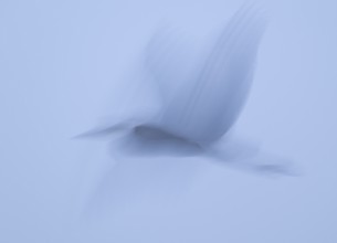 Grey heron (Ardea cinerea) in flight, motion blur, long exposure, pulling, wiping effect, Lower