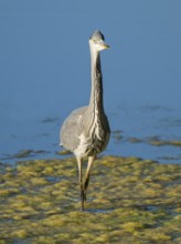 Grey heron (Ardea cinerea) searching for food in the shallow water zone of a lake, blue water,