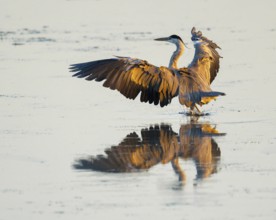Grey heron (Ardea cinerea) lands in warm morning light with spread wings in the shallow water zone