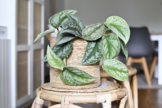 Exotic 'Scindapsus Pictus Exotica' or 'Satin Pothos' houseplant with velvet texture and silver spot