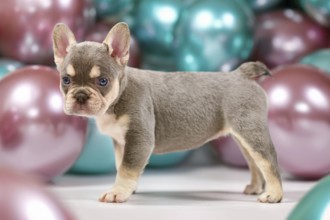 Cute 6 weeks young healthy French Bulldog dog puppy with husky markings standing in front of