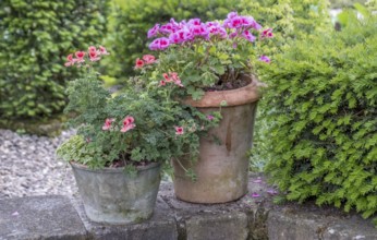 Two flower pots with colorful perlagonias and lots of greenery in a garden, Münsterland, North