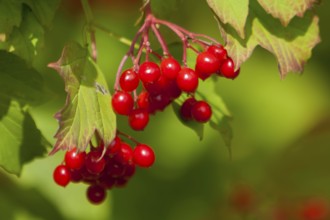 Common snowball (Viburnum opulus), ripe berries, fruits, Rhineland-Palatinate, Germany