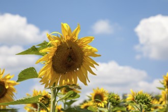 Sunflowers (Helianthus annuus), sunflower field against a cloudy sky, Palatinate,