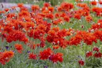 Stuffed poppies (papaver), Palatinate, Rhineland-Palatinate, Germany