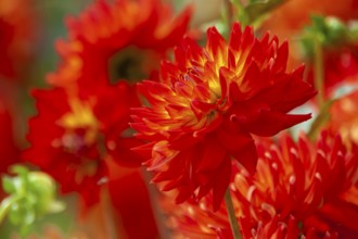 Bright red dahlias in the sun convey summer vibrancy, Palatinate, Rhineland-Palatinate, Germany