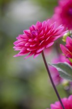 Close-up of red dahlia with blurred background and green leaves, Münsterland, North