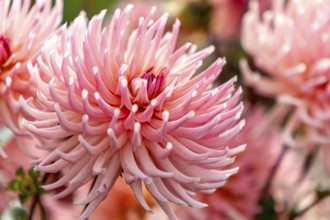 Close-up of pink dahlias with soft colors and natural atmosphere, Palatinate, Rhineland-Palatinate,