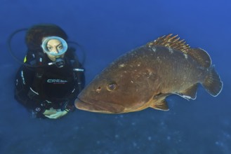 Underwater photo of female diver looking at swimming right next to large brown grouper (Epinephelus