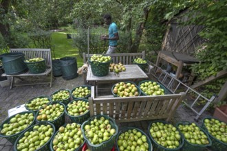 Apple harvest (Malus), apples collected in baskets, Lauf an der Pegnitz, Middle Franconia, Bavaria,