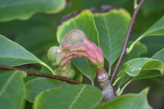 Fruit, follicle of a large-leaf magnolia (Magnolia macrophylla Michx.), Bavaria, Germany