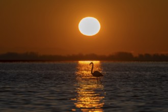 Pink flamingo (Phoenicopterus roseus) in the water in front of the rising sun, Lake Kerkini, Greece