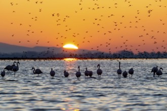 Pink flamingos (Phoenicopterus roseus) in the water at sunrise, Lake Kerkini, Greece