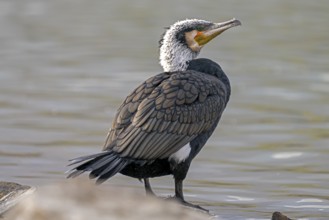 Great Cormorant (Phalacrocorax carbo), in its plumage, at the lakeshore, Lake Kerkini, Greece