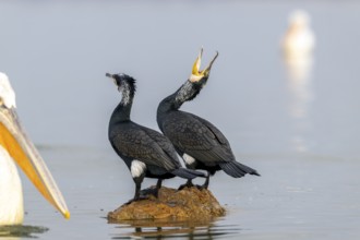 Cormorant (Phalacrocorax carbo), pair mating in splendour, Lake Kerkini, Greece
