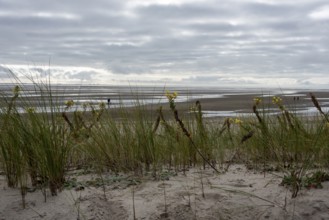 Dune grasses and yellow wildflowers in the sand, behind them 'the mudflats at low tide, Föhr
