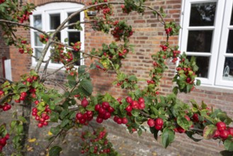 Close-up of bright red ornamental apples on a branch in front of a brick wall in Nieblum, Föhr