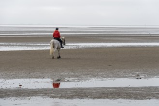 A horsewoman in a red jacket rides a white horse across the mudflats of the island of Föhr,