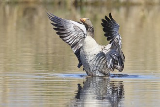Greylag goose (Anser anser), flapping its wings on a pond, Wagbachniederung nature reserve,