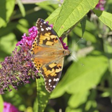 Thistle butterfly (Vanessa cardui) on a Buddleja davidii flower, Wilnsdorf, North Rhine-Westphalia,