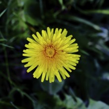 Dandelion (Taraxacum), yellow flowers in a meadow with dark background, close-up, Wilnsdorf, North