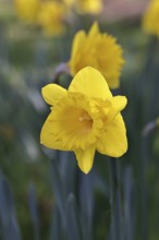 Daffodil (Narcissus), yellow flower in a garden, close-up, Wilnsdorf, North Rhine-Westphalia,