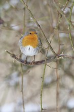 Robin (Erithacus rubecula), on a twig in the branches of a dog rose (Rosa canina), Wilnsdorf, North