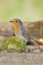 Robin (Erithacus rubecula), on mossy ground in the garden, Wilnsdorf, North Rhine-Westphalia,