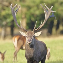 Red deer (Cervus elaphus), capital stag in a forest clearing, animal portrait, looking into the