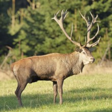 Red deer (Cervus elaphus) in rutting season, capital stag in a forest clearing, animal portrait,