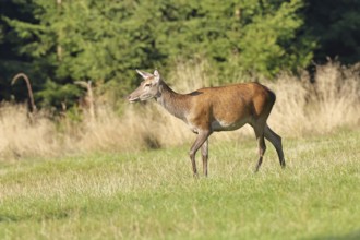 Red deer (Cervus elaphus) female, doe in a forest clearing, wildlife, Sauerland, North
