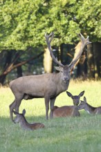 Red deer (Cervus elaphus) in rutting season, capital stag with hinds in a forest clearing, animal