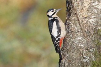 Great spotted woodpecker (Dendrocopos major) male sitting on a birch trunk, Animals, Birds,