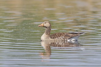 Greylag goose (Anser anser), swimming on a pond, Wagbachniederung nature reserve, Waghäusel,