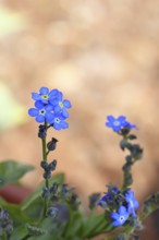 Marsh forget-me-not (Myosotis palustris), true forget-me-not in bloom in spring, close-up,