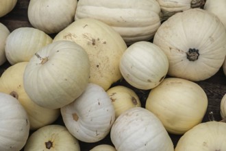 Several white pumpkins lying close together on a wooden surface, Münsterland, North