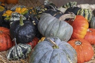 Various colourful pumpkins on straw, creating an autumnal atmosphere, Münsterland, North