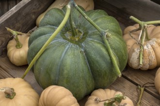 Pumpkins, nutmeg pumpkin in a wooden crate, Münsterland, North Rhine-Westphalia, Germany