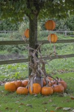Autumn decoration with pumpkins and lanterns hanging in a tree, Münsterland, North