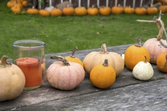 Various pumpkins lie on a wooden table in a garden next to a candle, creating a rustic autumnal