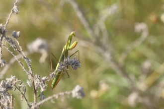 European mantis (Mantis religiosa), in a shrub, Burgenland, Austria