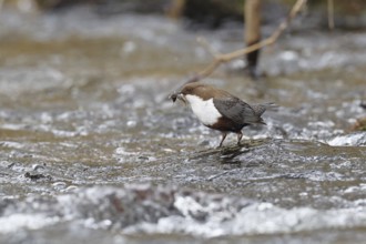 White-throated Dipper (Cinclus cinclus) standing with prey on a stone in the middle of a stream,