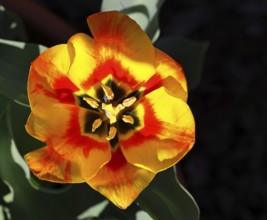 Pistil and stamens in a tulip calyx (Tulipa), tulip flower, red, black and yellow markings,