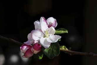 Apple blossoms (Malus), red still closed blossoms and white open blossom with black background,
