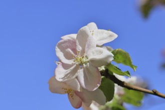 Apple blossoms (Malus), white open blossom with blue sky in the background, close-up, Wilnsdorf,