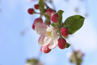 Apple blossoms (Malus), red still closed blossoms and white open blossom with blue sky in the