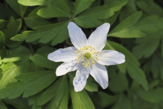 Wood anemone (Anemone nemorosa), flower, close-up, Wilnsdorf, North Rhine-Westphalia, Germany