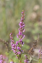 Flowering heather (Calluna vulgaris), heather, Trupacher Heide nature reserve, Siegen, North