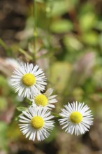 Annual ragweed (Erigeron annuus), by the wayside in a field, Wilnsdorf, North Rhine-Westphalia,